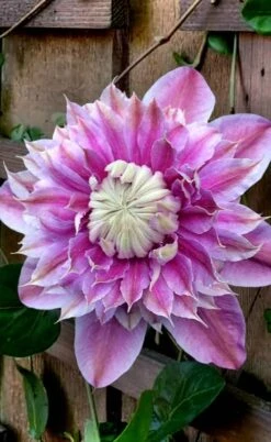 Josephine Clematis - 1 Gallon Pot -Garden Plant Shop clematis josephine 13