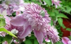 Josephine Clematis - 1 Gallon Pot -Garden Plant Shop clematis josephine 15