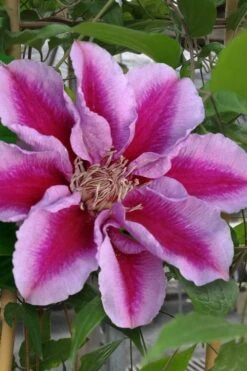 Killian Donahue Clematis - 1 Gallon Pot -Garden Plant Shop clematis killian donahue 1