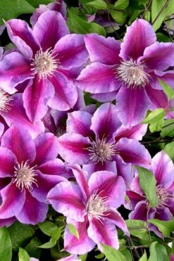 Killian Donahue Clematis - 1 Gallon Pot -Garden Plant Shop clematis killian donahue 2