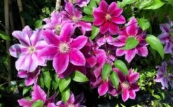 Killian Donahue Clematis - 1 Gallon Pot -Garden Plant Shop clematis killian donahue 3
