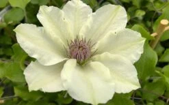 Kitty Clematis - 1 Gallon Pot -Garden Plant Shop clematis kitty 8