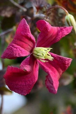 Madame Julia Correvon Clematis - 1 Gallon Pot -Garden Plant Shop clematis madame julia correvon 10