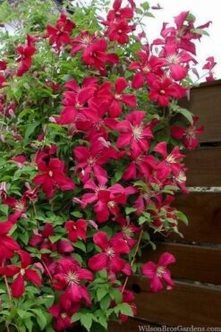 Madame Julia Correvon Clematis - 1 Gallon Pot -Garden Plant Shop clematis madame julia correvon 11