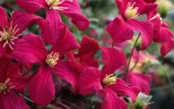 Madame Julia Correvon Clematis - 1 Gallon Pot -Garden Plant Shop clematis madame julia correvon 13