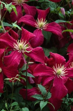 Madame Julia Correvon Clematis - 1 Gallon Pot -Garden Plant Shop clematis madame julia correvon 7