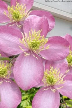 Montana Elizabeth Clematis - 1 Gallon Pot