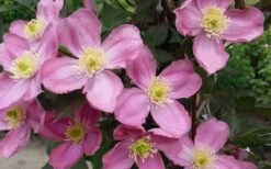Montana Elizabeth Clematis - 1 Gallon Pot -Garden Plant Shop clematis montana elizabeth 2