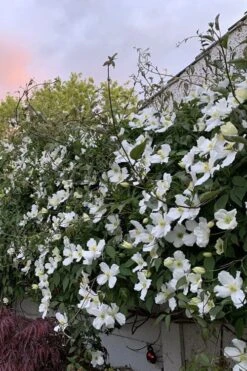 Grandiflora Montana Clematis - 1 Gallon Pot -Garden Plant Shop clematis montana grandiflora 1