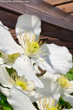 Grandiflora Montana Clematis - 1 Gallon Pot