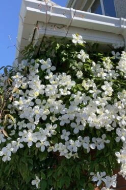 Grandiflora Montana Clematis - 1 Gallon Pot -Garden Plant Shop clematis montana grandiflora 2