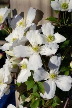 Grandiflora Montana Clematis - 1 Gallon Pot -Garden Plant Shop clematis montana grandiflora 9