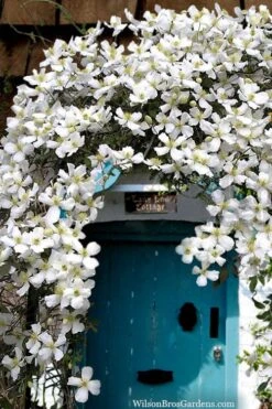 Grandiflora Montana Clematis - 1 Gallon Pot -Garden Plant Shop clematis montana grandiflora20copy