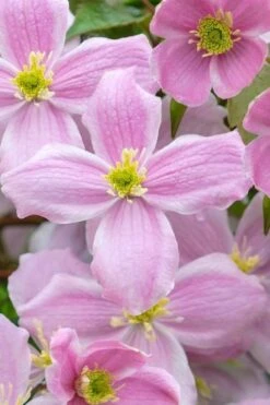 Mayleen Montana Clematis - 1 Gallon Pot -Garden Plant Shop clematis montana mayleen 1