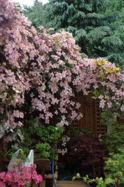 Mayleen Montana Clematis - 1 Gallon Pot -Garden Plant Shop clematis montana mayleen 12