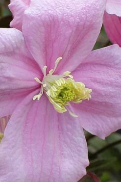 Mayleen Montana Clematis - 1 Gallon Pot -Garden Plant Shop clematis montana mayleen 4
