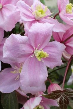 Mayleen Montana Clematis - 1 Gallon Pot -Garden Plant Shop clematis montana mayleen 5