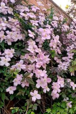 Mayleen Montana Clematis - 1 Gallon Pot -Garden Plant Shop clematis montana mayleen 6