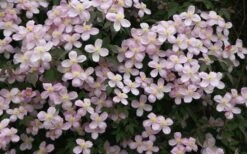 Montana Rubens Clematis - 1 Gallon Pot -Garden Plant Shop clematis montana rubens 12