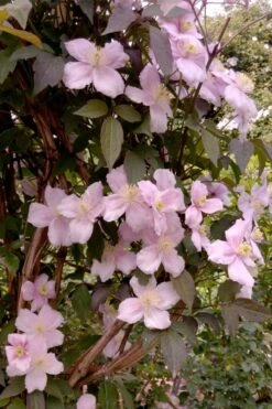 Montana Rubens Clematis - 1 Gallon Pot -Garden Plant Shop clematis montana rubens 6