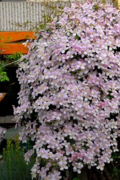 Montana Rubens Clematis - 1 Gallon Pot -Garden Plant Shop clematis montana rubens 8