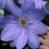 Mrs. Cholmondeley Clematis - 1 Gallon Pot