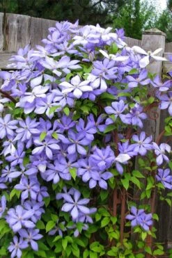 Mrs. Cholmondeley Clematis - 1 Gallon Pot -Garden Plant Shop clematis mrs cholmondeley 2