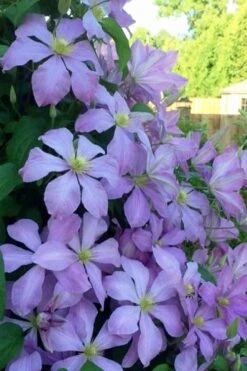 Mrs. Cholmondeley Clematis - 1 Gallon Pot -Garden Plant Shop clematis mrs cholmondeley 8