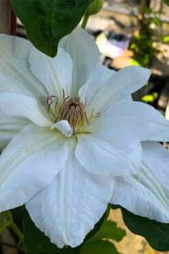 Mrs. George Jackman Clematis - 1 Gallon Pot -Garden Plant Shop clematis mrs george jackman 5