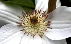 Mrs. George Jackman Clematis - 1 Gallon Pot -Garden Plant Shop clematis mrs george jackman 8