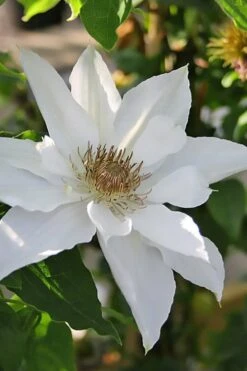 Mrs. George Jackman Clematis - 1 Gallon Pot -Garden Plant Shop clematis mrs george jackman 9