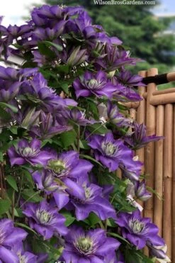 Multi Blue Clematis - 2 Gallon Pot -Garden Plant Shop clematis multi blue 3
