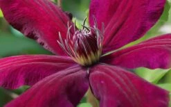 Niobe Clematis - 1 Gallon Pot -Garden Plant Shop clematis niobe 1