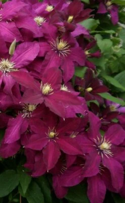 Niobe Clematis - 1 Gallon Pot -Garden Plant Shop clematis niobe 2