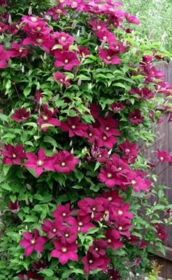 Niobe Clematis - 1 Gallon Pot -Garden Plant Shop clematis niobe 5