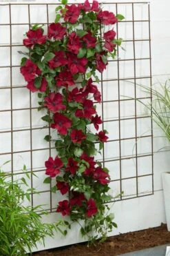 Nubia Clematis - 1 Gallon Pot -Garden Plant Shop clematis nubia 1