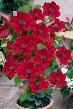 Nubia Clematis - 1 Gallon Pot -Garden Plant Shop clematis nubia 3