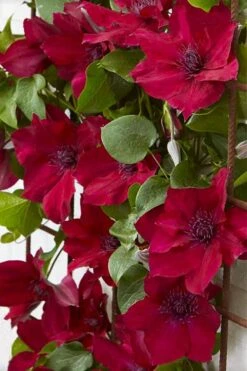 Nubia Clematis - 1 Gallon Pot -Garden Plant Shop clematis nubia 4