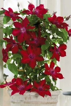 Nubia Clematis - 1 Gallon Pot -Garden Plant Shop clematis nubia 5