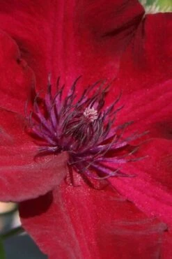 Nubia Clematis - 1 Gallon Pot -Garden Plant Shop clematis nubia 6