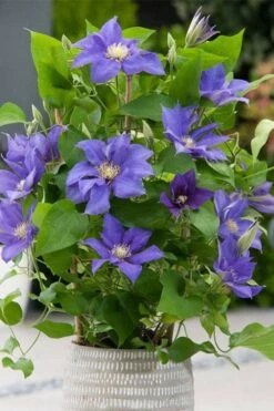 Olympia Clematis - 1 Gallon Pot -Garden Plant Shop clematis olympia 1