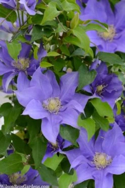 Olympia Clematis - 1 Gallon Pot -Garden Plant Shop clematis olympia 2