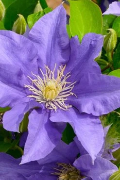 Olympia Clematis - 1 Gallon Pot -Garden Plant Shop clematis olympia 3
