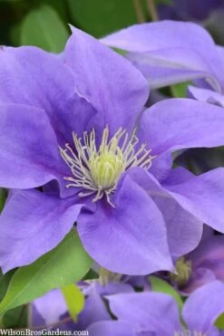 Olympia Clematis - 1 Gallon Pot -Garden Plant Shop clematis olympia 5