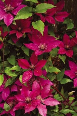Picardy Clematis - 1 Gallon Pot -Garden Plant Shop clematis picardy 9