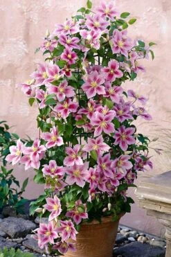 Piilu Clematis (Little Duckling) - 1 Gallon Pot -Garden Plant Shop clematis piilu 3