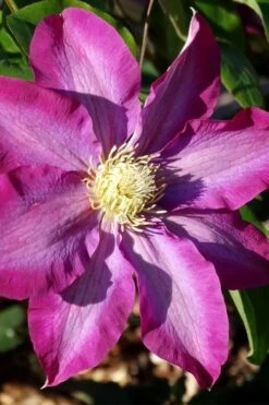 Pink Champagne Clematis - 1 Gallon Pot -Garden Plant Shop clematis pink champagne 2
