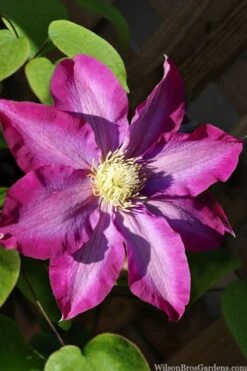 Pink Champagne Clematis - 1 Gallon Pot -Garden Plant Shop clematis pink champagne