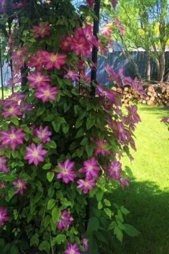 Pink Champagne Clematis - 1 Gallon Pot -Garden Plant Shop clematis pink champagne 4