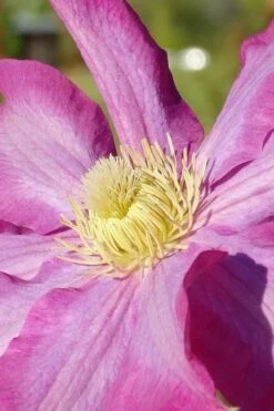 Pink Champagne Clematis - 1 Gallon Pot -Garden Plant Shop clematis pink champagne 6